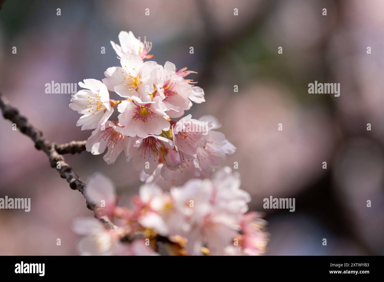 I fiori di ciliegio sono fiori delicati, rosa pallido o bianchi che fioriscono brevemente in primavera, simboleggiando la fugace bellezza della vita. I loro petali morbidi creano Foto Stock