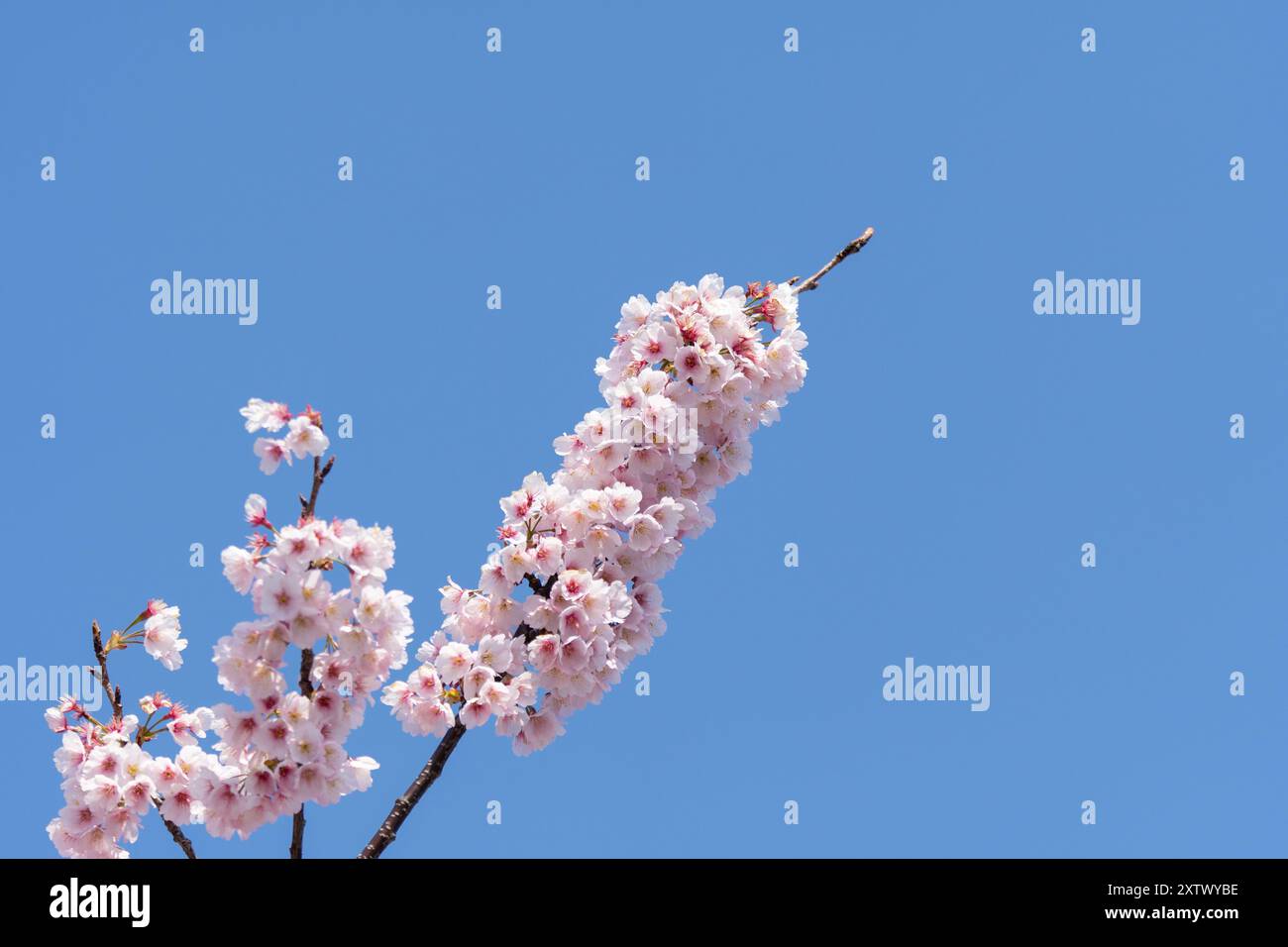 I fiori di ciliegio sono fiori delicati, rosa pallido o bianchi che fioriscono brevemente in primavera, simboleggiando la fugace bellezza della vita. I loro petali morbidi creano Foto Stock
