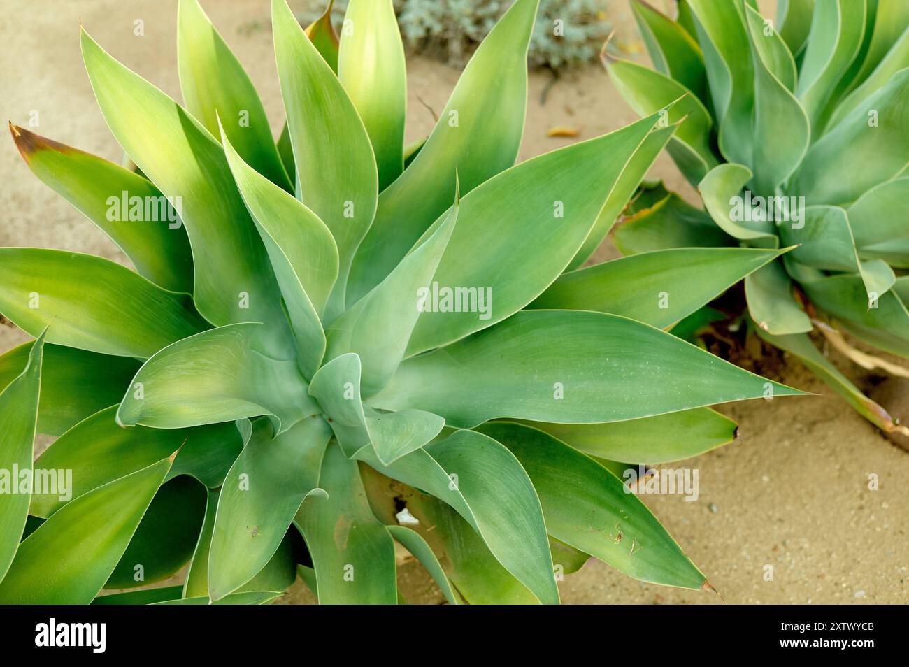 Piante verdi e succulente con foglie spesse e carnose che crescono in terreno sabbioso. Foto Stock