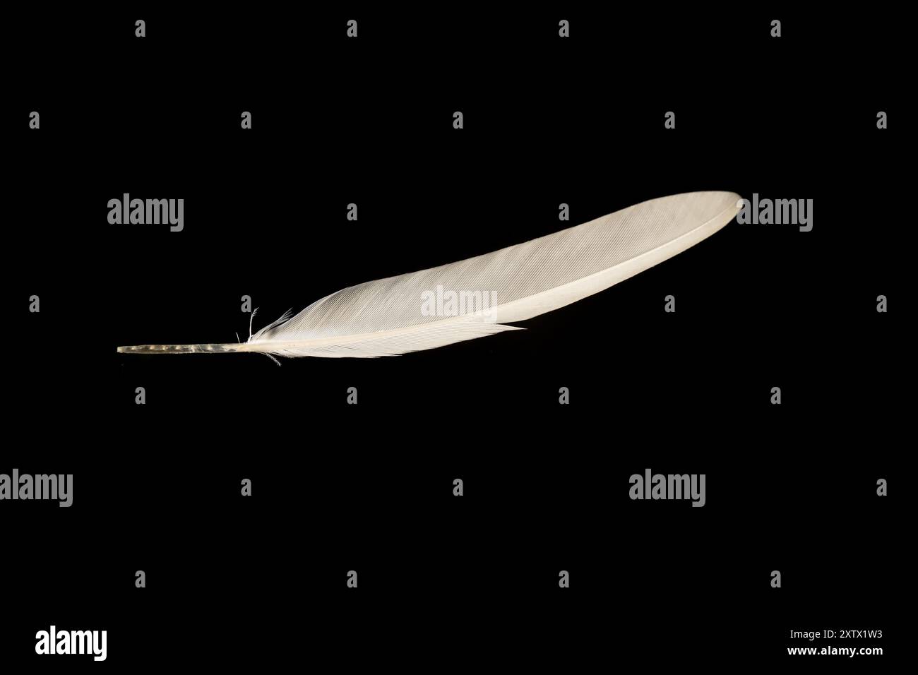 Zagabria, Croazia. 16 agosto 2024. Foto scattata il 16 agosto 2024. Mostra la piuma di pappagallo piccolo e dalla coda lunga il budgerigar, noto anche come il parrocchetto comune o budgie, a Zagabria, Croazia. Foto: Davor Puklavec/PIXSELL credito: Pixsell/Alamy Live News Foto Stock