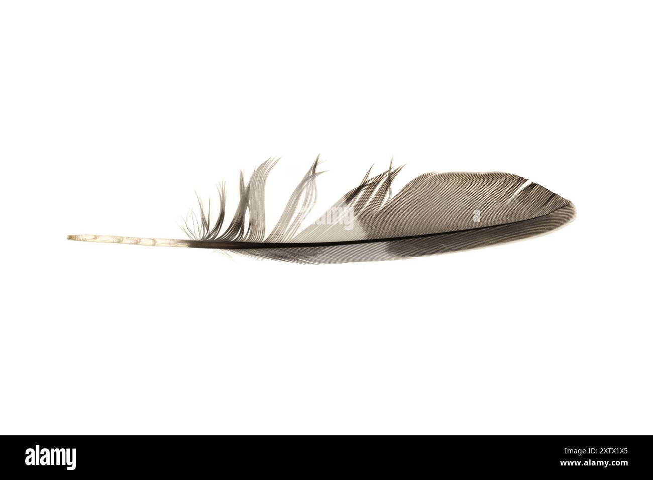 Zagabria, Croazia. 16 agosto 2024. Foto scattata il 16 agosto 2024. Mostra la piuma di pappagallo piccolo e dalla coda lunga il budgerigar, noto anche come il parrocchetto comune o budgie, a Zagabria, Croazia. Foto: Davor Puklavec/PIXSELL credito: Pixsell/Alamy Live News Foto Stock