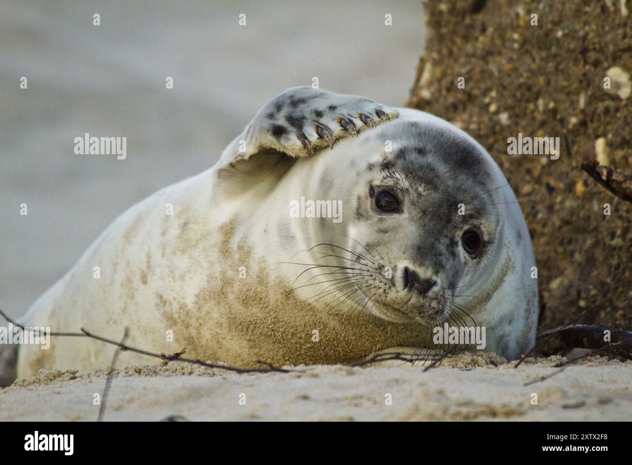 Guarnizione grigia succhiata Foto Stock