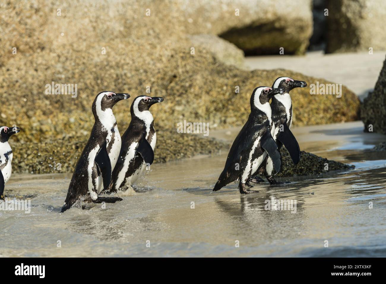 Pinguini a Boulders Beach, Simonstown in Sud Africa (primo piano) Foto Stock