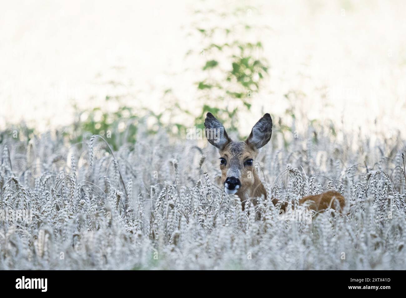 Capriolo europeo (Capreolus capreolus) nel mezzo di un campo di grano, circondato da vegetazione naturale, Assia, Germania, Europa Foto Stock