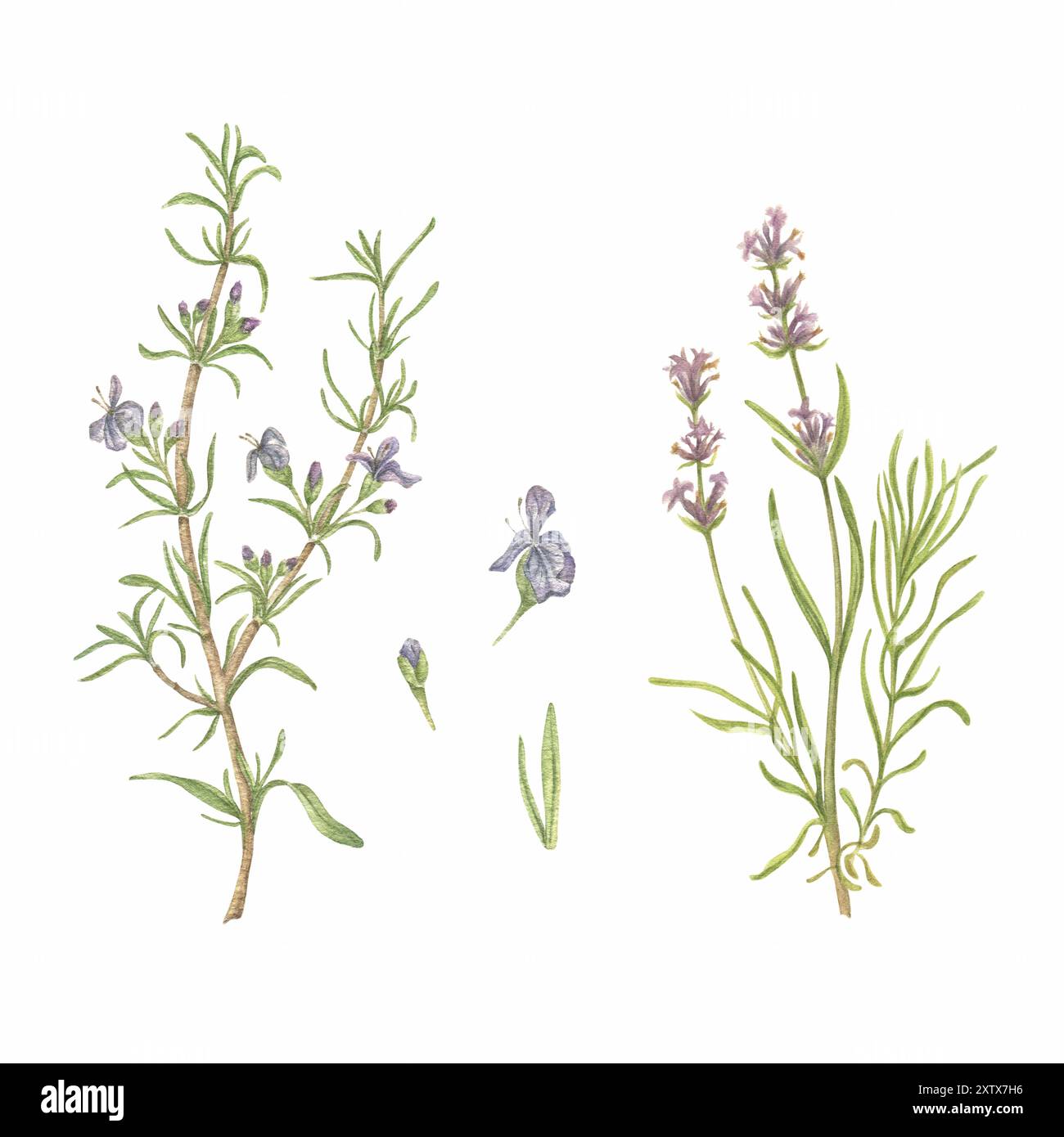 Illustrazione ad acquerello con rosmarino ed erbe lavanda. Erbe da cucina, spezie su sfondo bianco. Clipart per foto in libri, cartoline Foto Stock