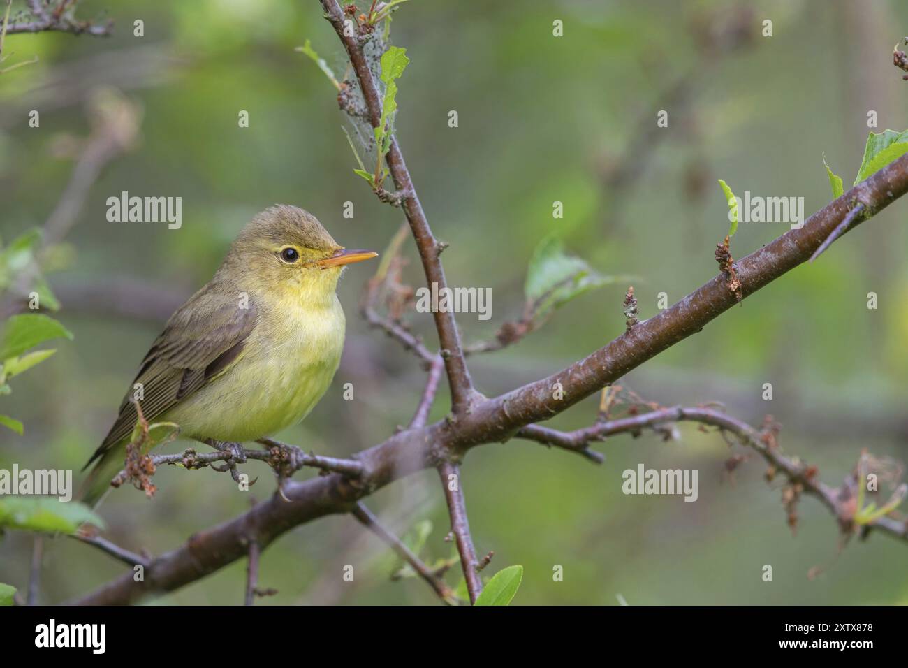 Yellow Warbler, Icterine Warbler, Hippolais icterina, Hypolais icterine, Zarcero Icterino, Worms District, Worms, Renania-Palatinato, Germania, EUR Foto Stock