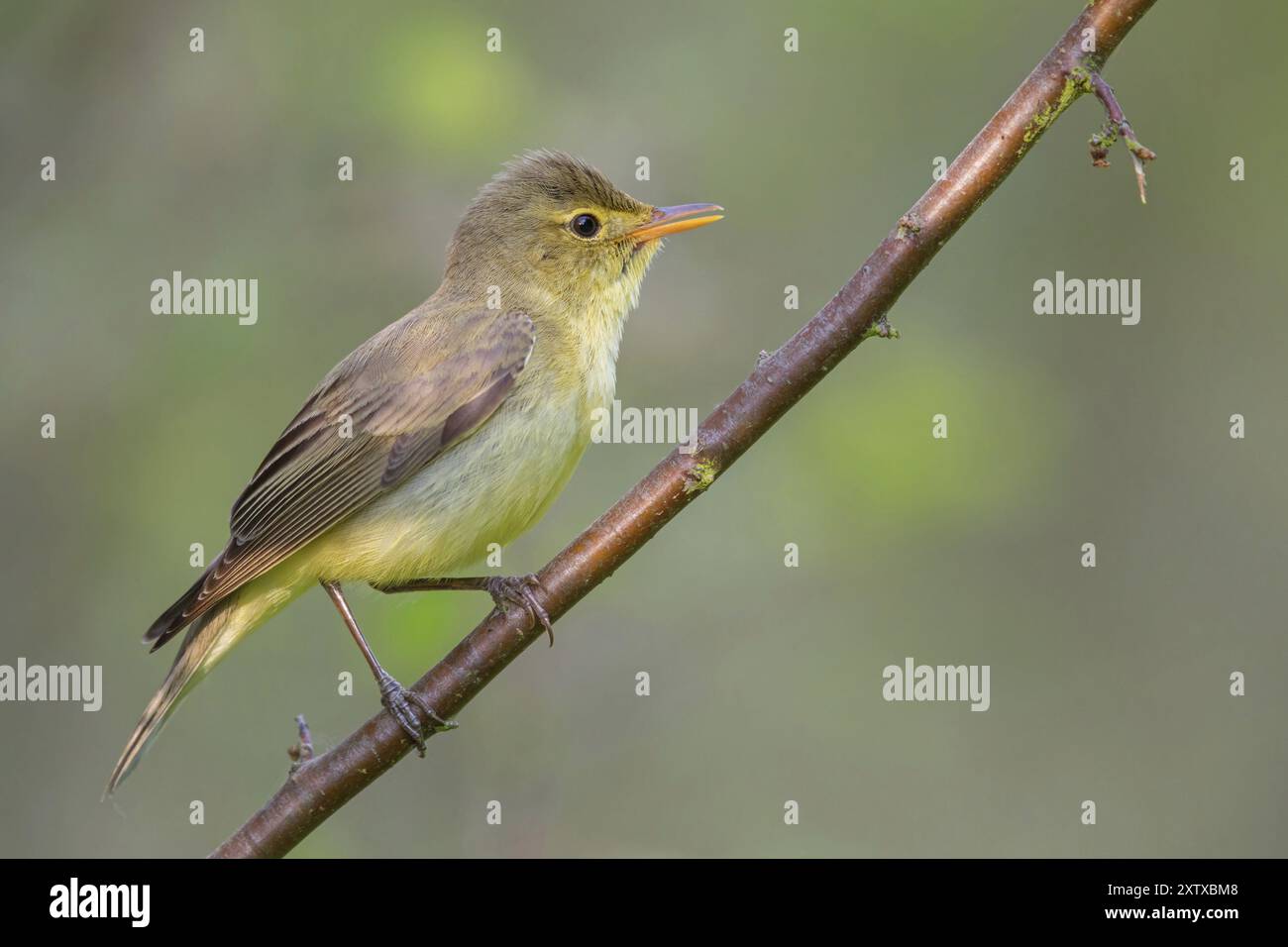 Icterine Warbler, Hippolais icterina, HypolaOs ictErine, Zarcero Icterino, Kreis Worms, Worms, Renania-Palatinato, Germania, Europa Foto Stock