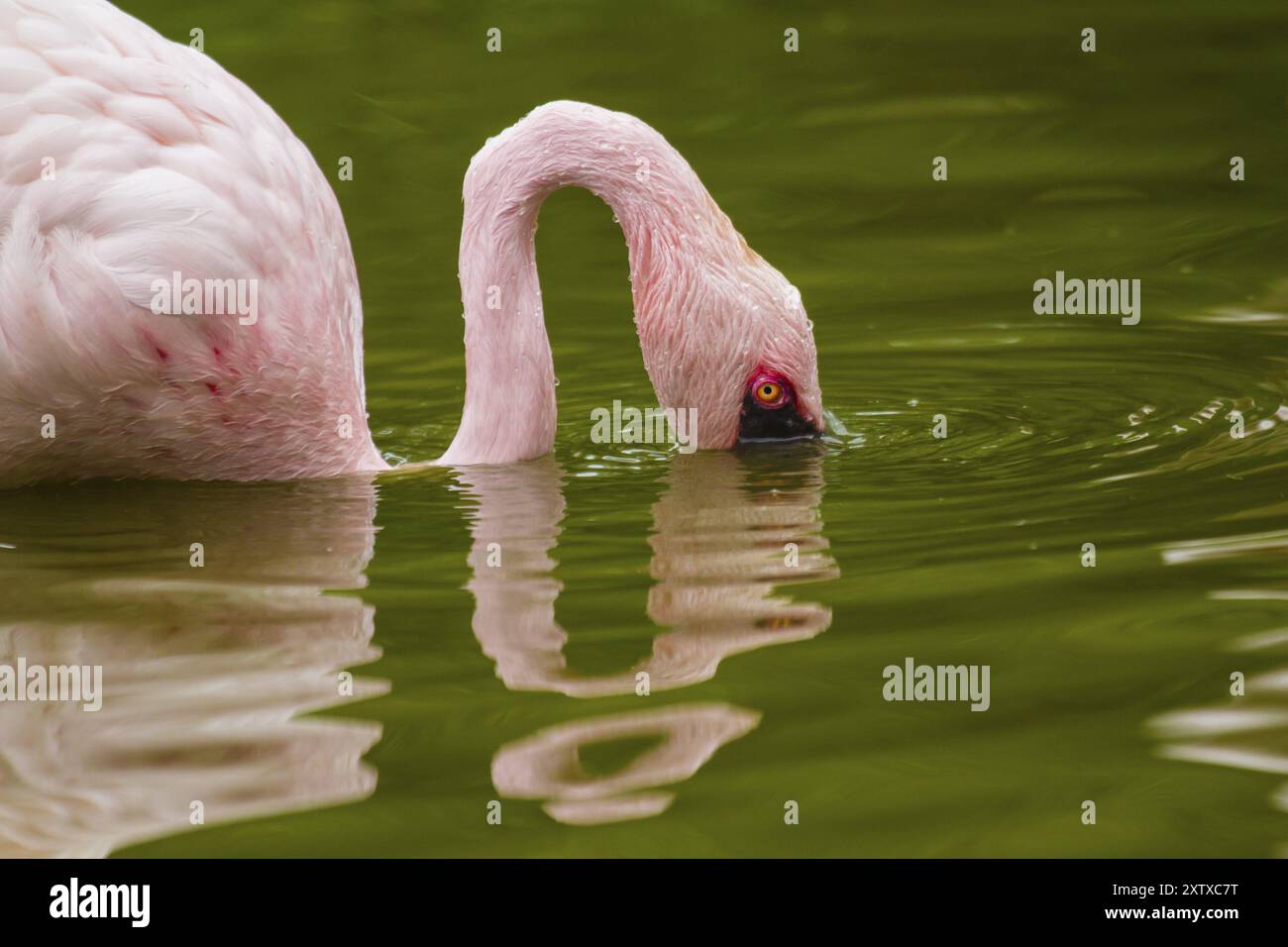 Lesser flamingo (Phoeniconaias minor) Foto Stock