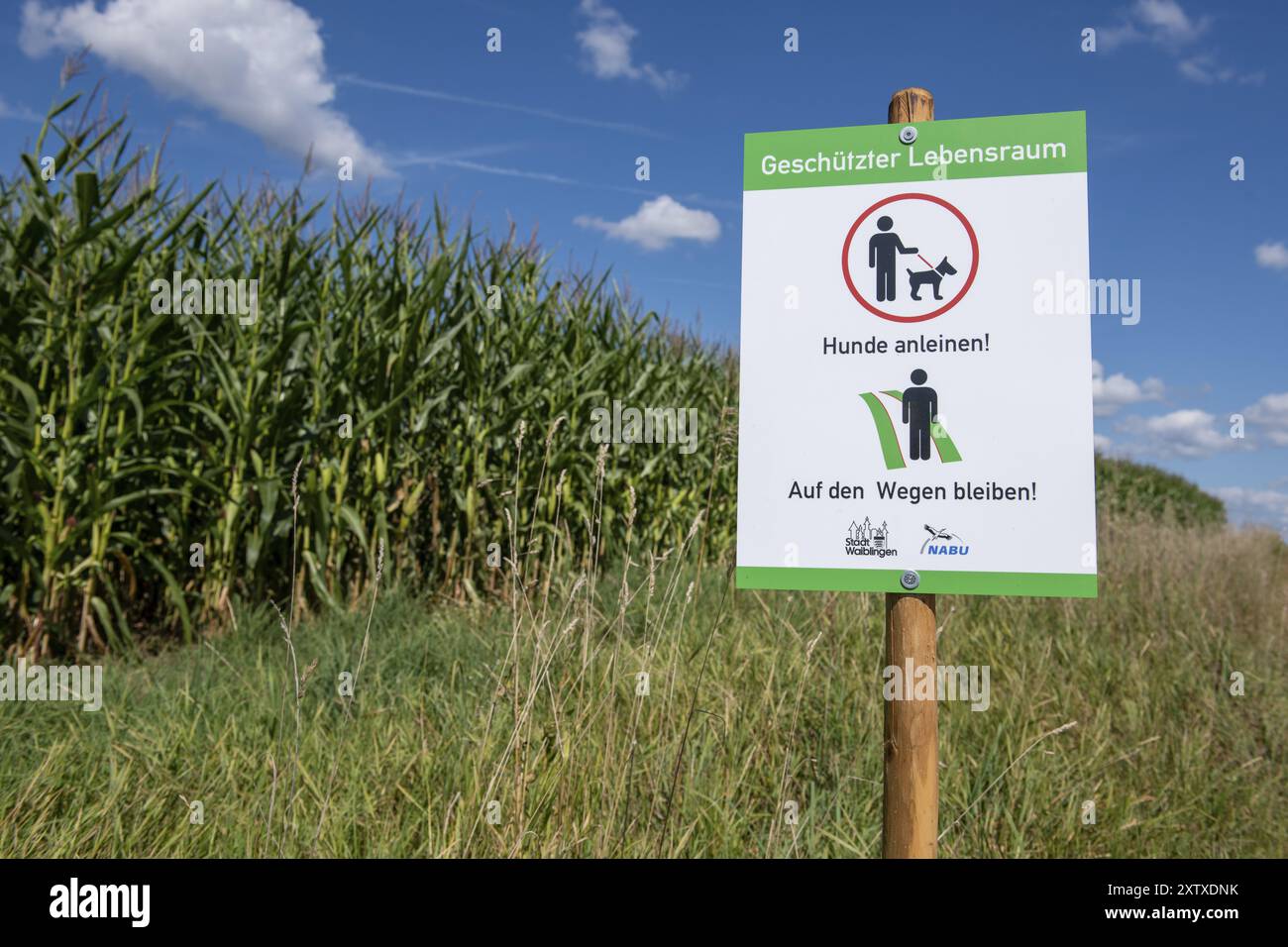 Segnalate ai proprietari di cani che dovrebbero rimanere sui sentieri e che i cani devono essere tenuti in testa. NABU, benessere degli animali, campi, campo di mais, abitudine protetta Foto Stock