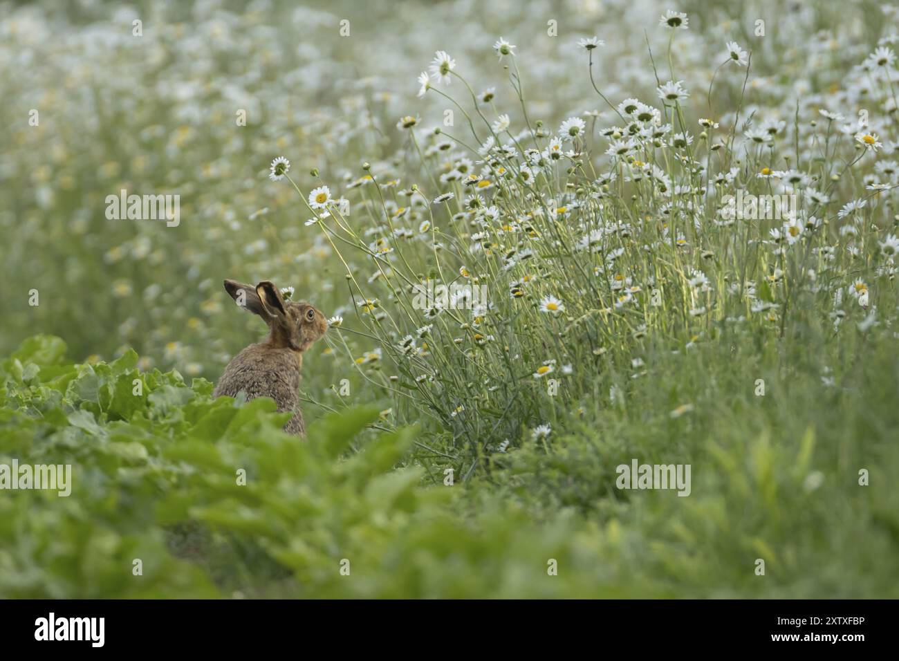 Lepre bruna (Lepus europaeus) animale adulto sul bordo di un campo di barbabietole da zucchero in estate con margherite Oxeye in fiore nel margine del campo, S Foto Stock