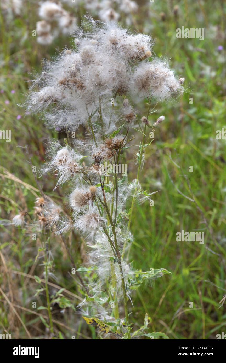 Cardo di lancia sbiadito (Cirsium vulgare), Baviera, Germania, Europa Foto Stock