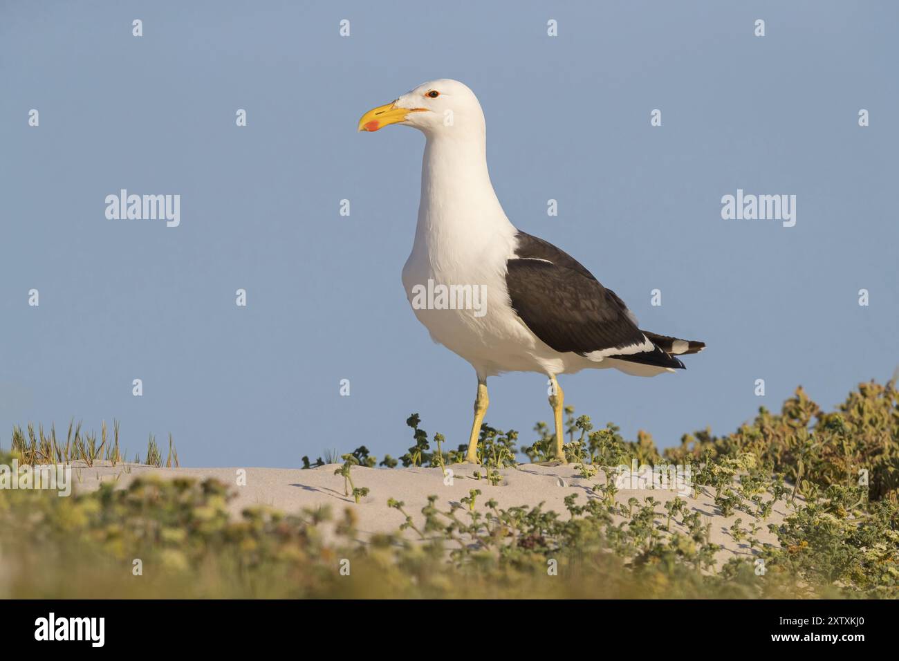 Dominican Gull, (Larus dominican), Sud Africa, False Bay Nature Reserve / Strandfontein fognature, città del Capo, Capo Occidentale, Africa Foto Stock