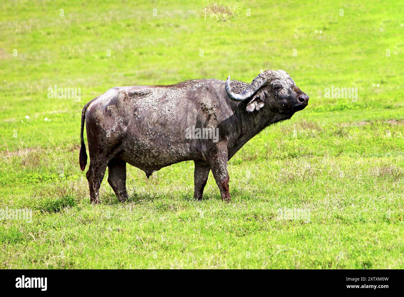 Africa, Tanzania, animali, mammiferi, mammiferi, bufali, Tanzania, Africa Foto Stock