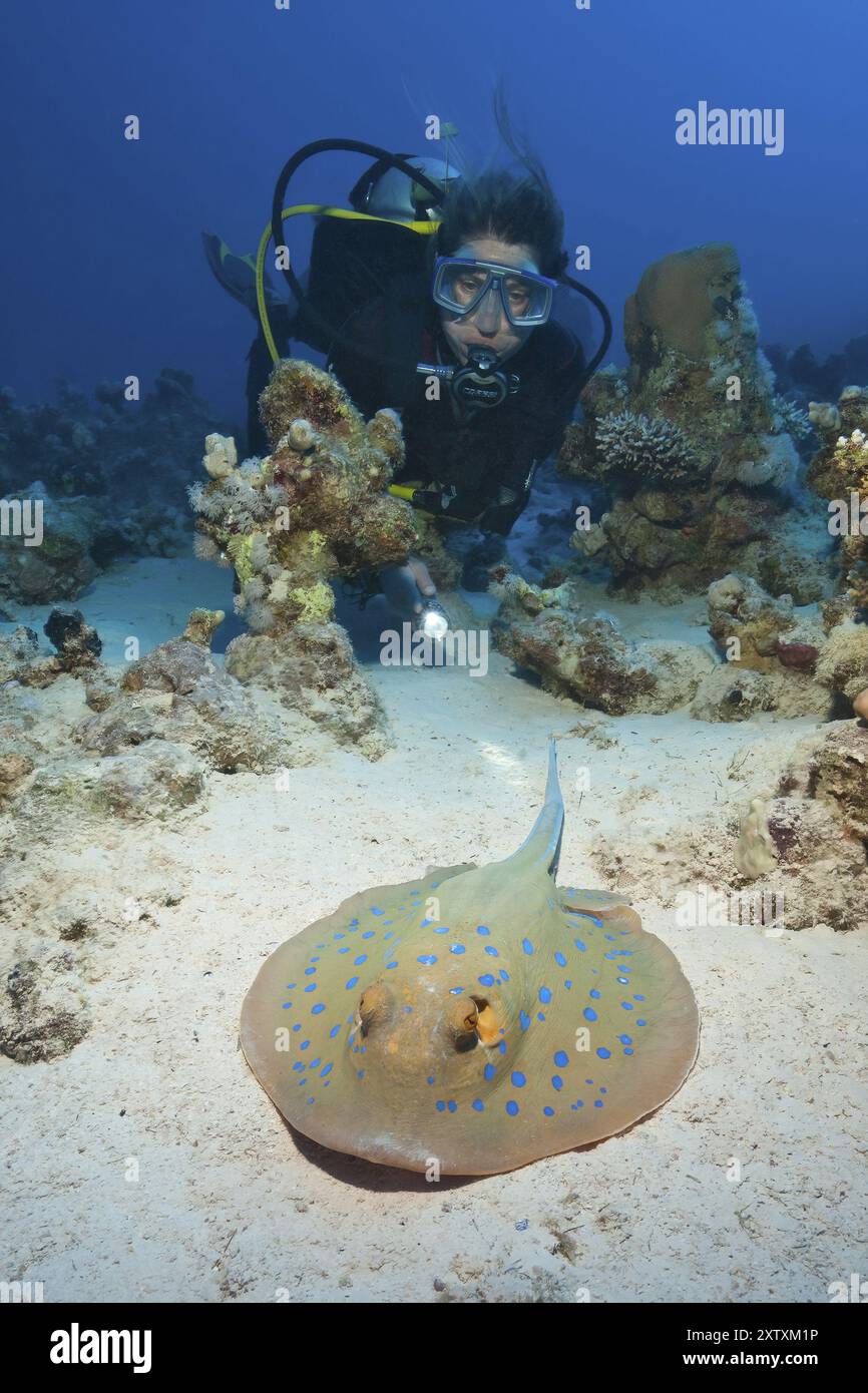 Tuffatore che guarda un grande esemplare illuminato di pastinaca blu (lima di Taeniura) pastinaca azzurra maculata che giace con pungiglioni velenose sulla coda di sabbia Foto Stock