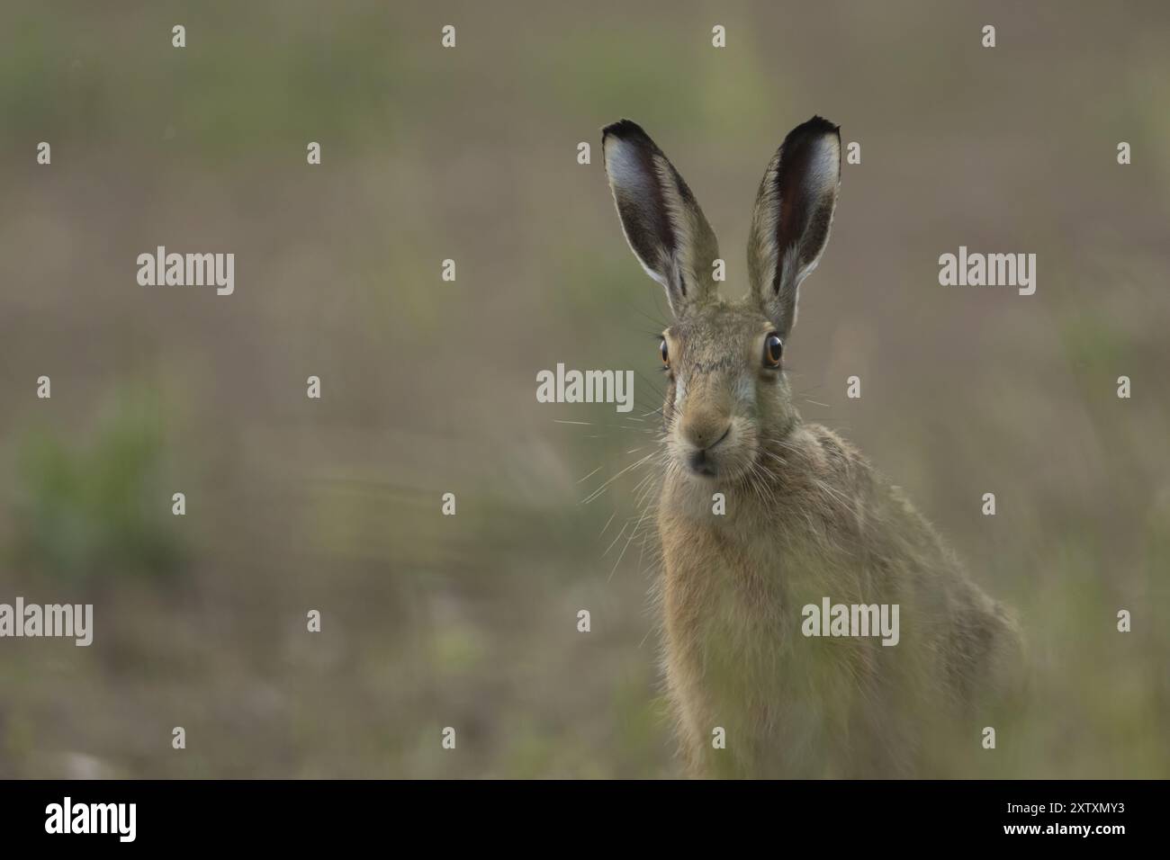 Lepus europaeus (Lepus europaeus) ritratto di animali adulti, Suffolk, Inghilterra Regno Unito Foto Stock