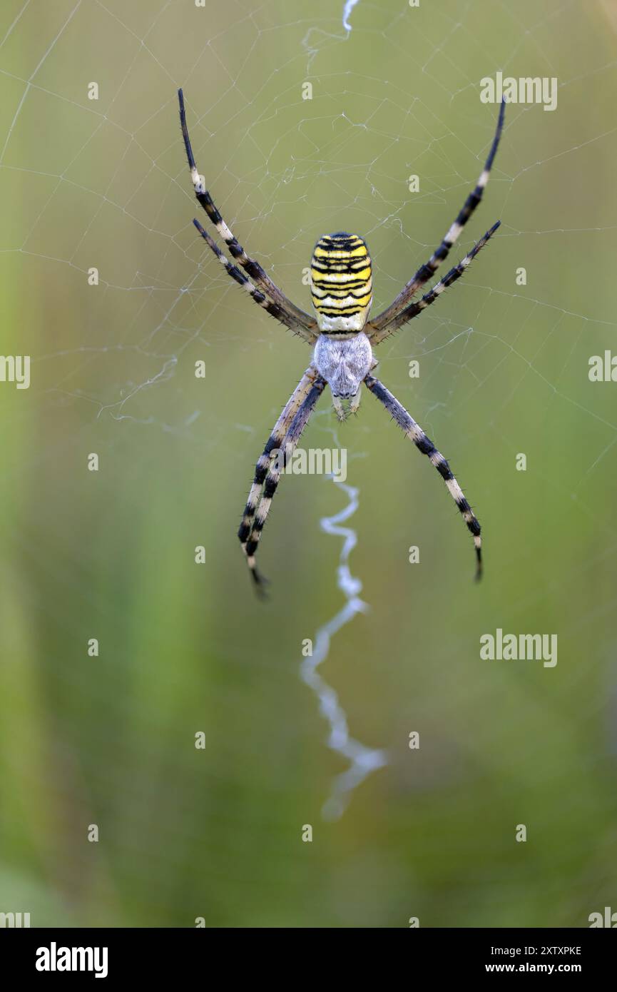 Ragno WASP, ragno zebra, ragno tigre, ragno vespa (Argiope bruennichi), distretto di Alzey-Worms, regione di Feldberg, Renania-Palatinato, Germania, Europ Foto Stock