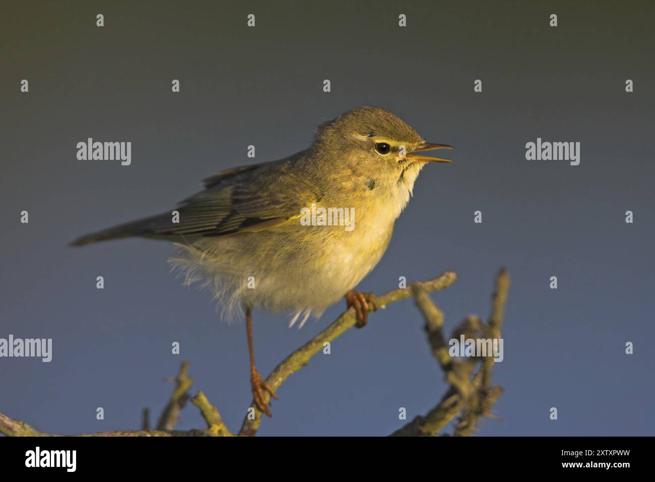 Parula di Willow (Phylloscopus trochilus), Helgoland, Erpolzheim, Renania-Palatinato, Repubblica Federale di Germania Foto Stock