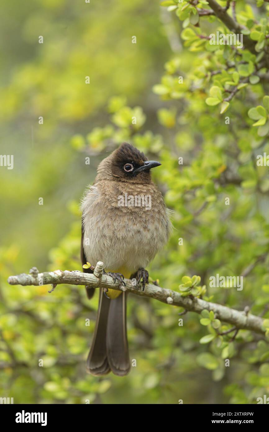 Capo bulbul (Pycnonotus capensis), Parco Nazionale degli Elefanti di Addo, Addo, Capo Occidentale, Sudafrica, Africa Foto Stock