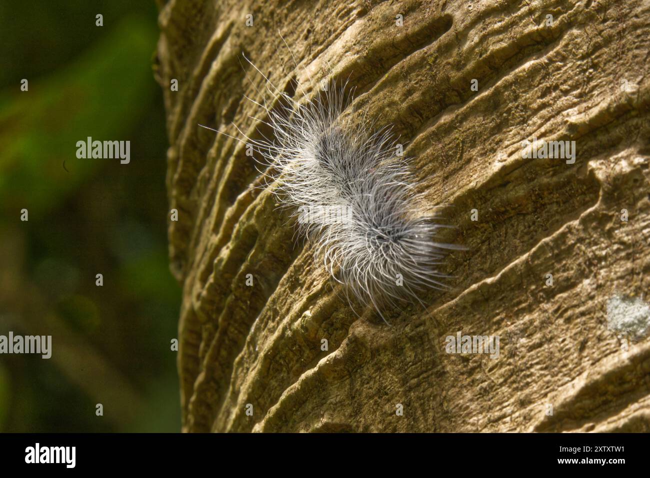 bruco grigio peloso che strizza sulla corteccia di un albero Foto Stock