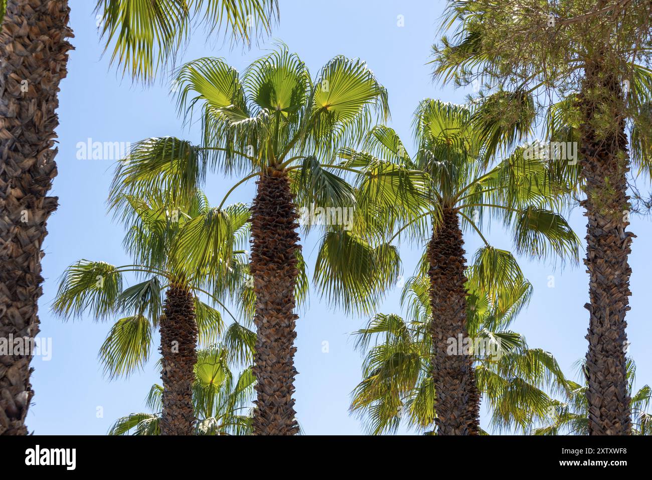 Palme contro un cielo blu, Bormes-Les-Mimosas, Provence-Alpes-Cote d'Azur, Francia, Europa Foto Stock