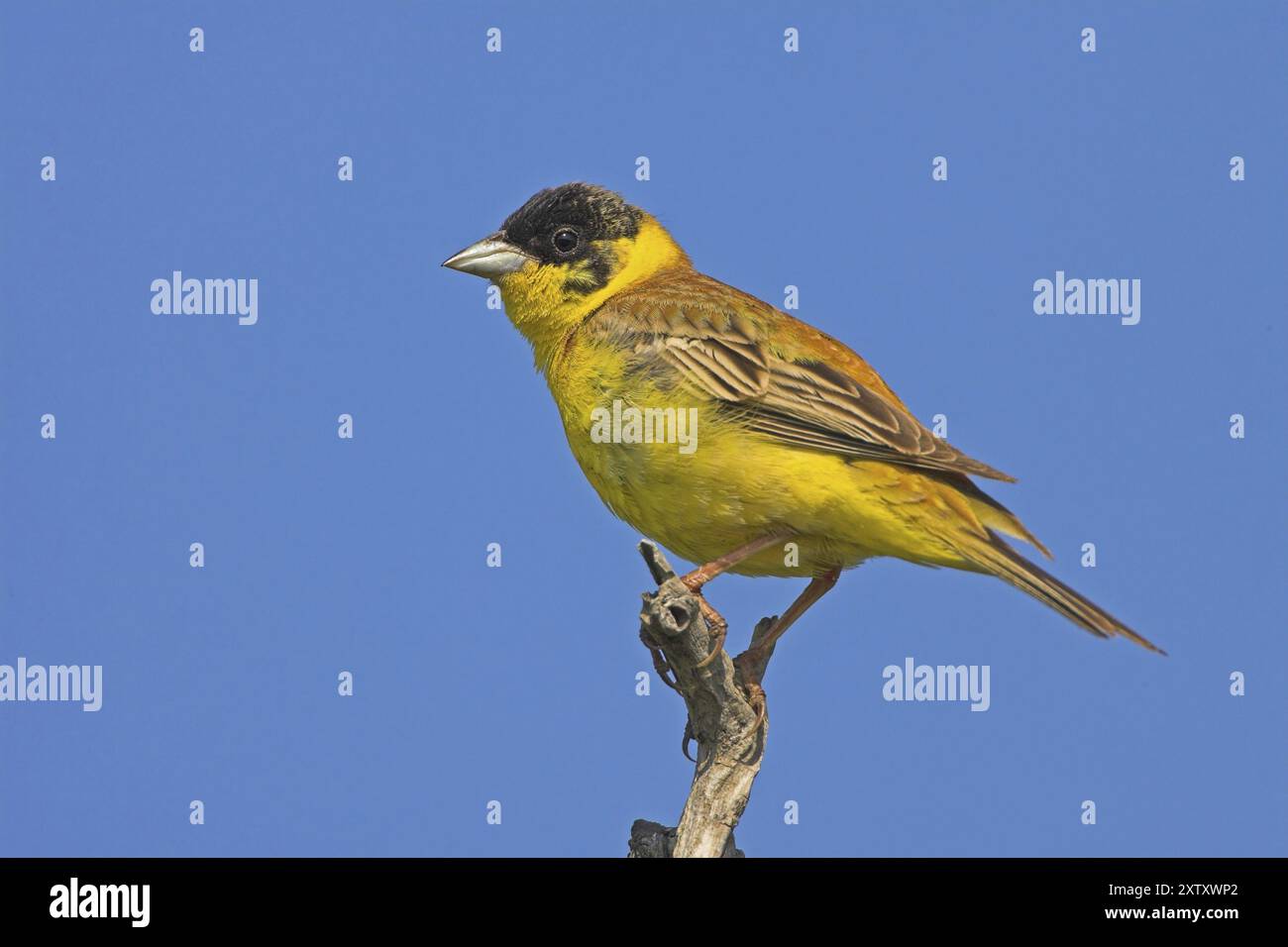 Bunting con testa nera (Emberiza melanocephala), famiglia Bunting, East River, Isola di Lesbo, Grecia, Europa Foto Stock