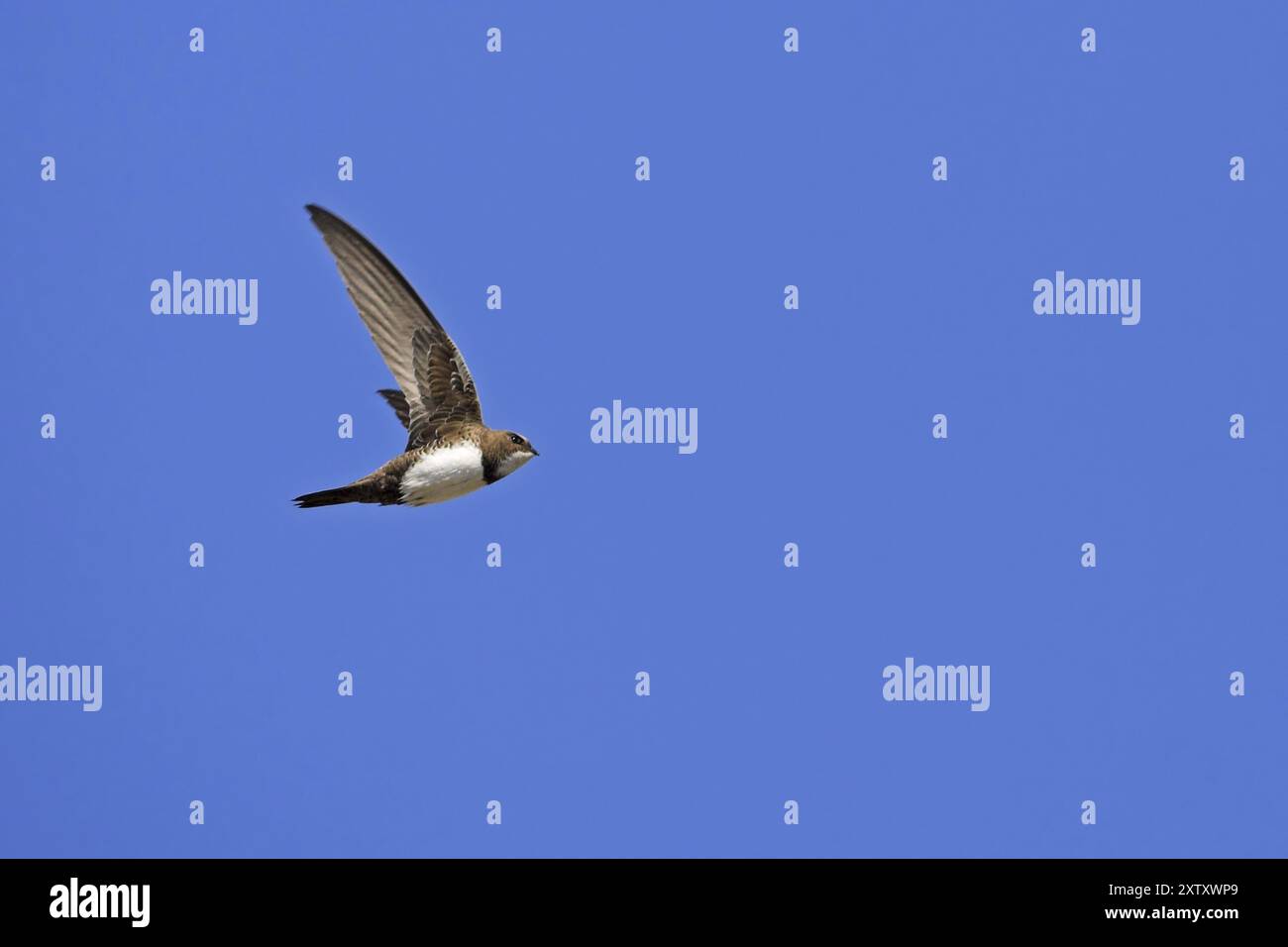 Europa, Grecia, Isola di Lesbo, Swift alpino (Tachymarptis melba), cielo blu, studio di volo, Apothika, Isola di Lesbo, Grecia, Europa Foto Stock