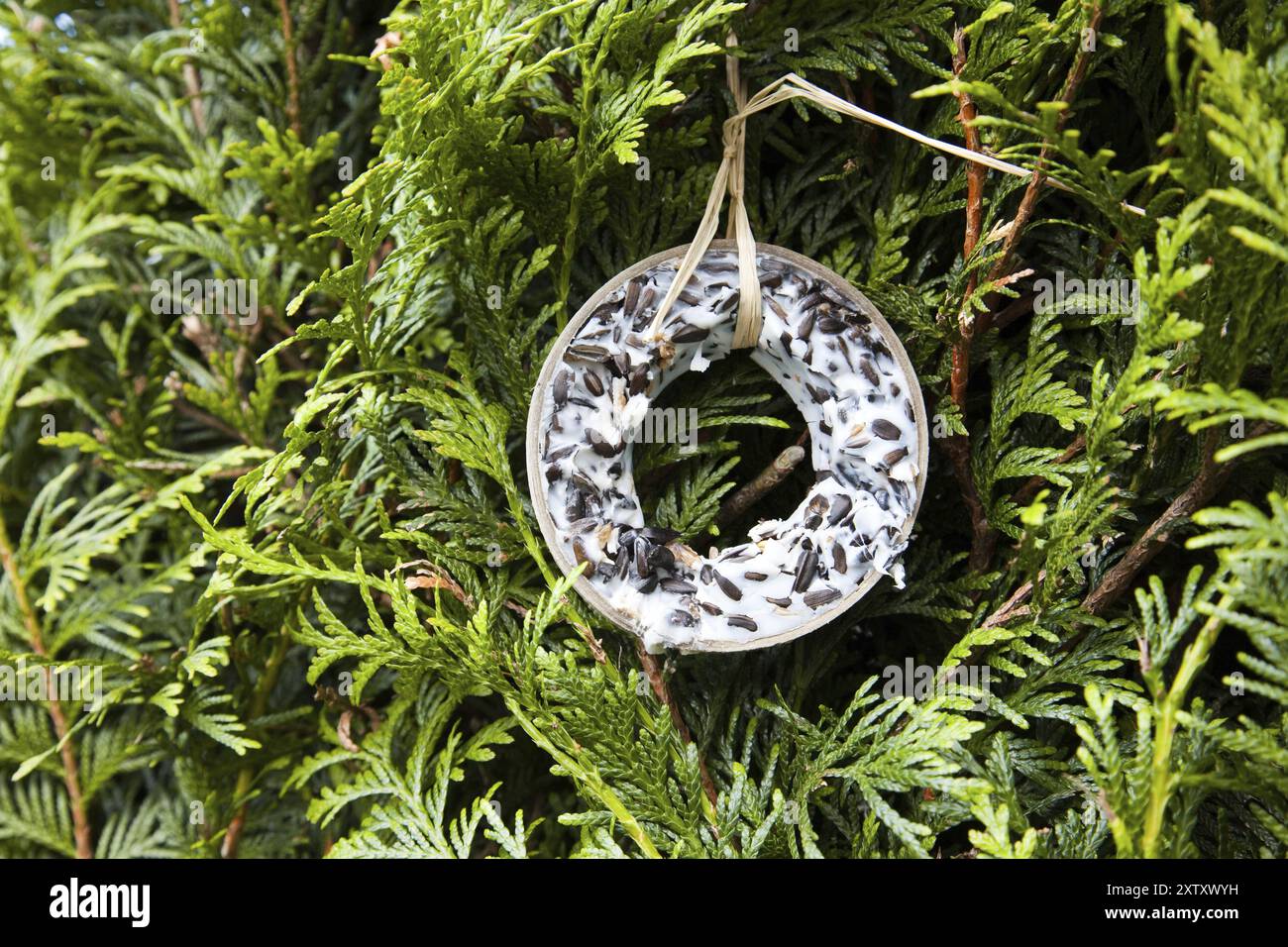 Cibo per uccelli Foto Stock