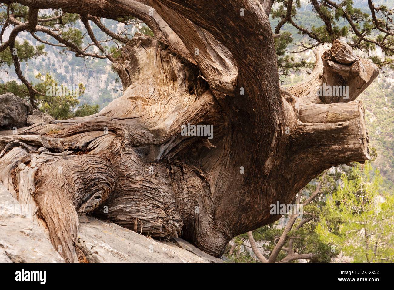 Cipresso mediterraneo antichissimo saldamente ancorato in suolo roccioso Foto Stock