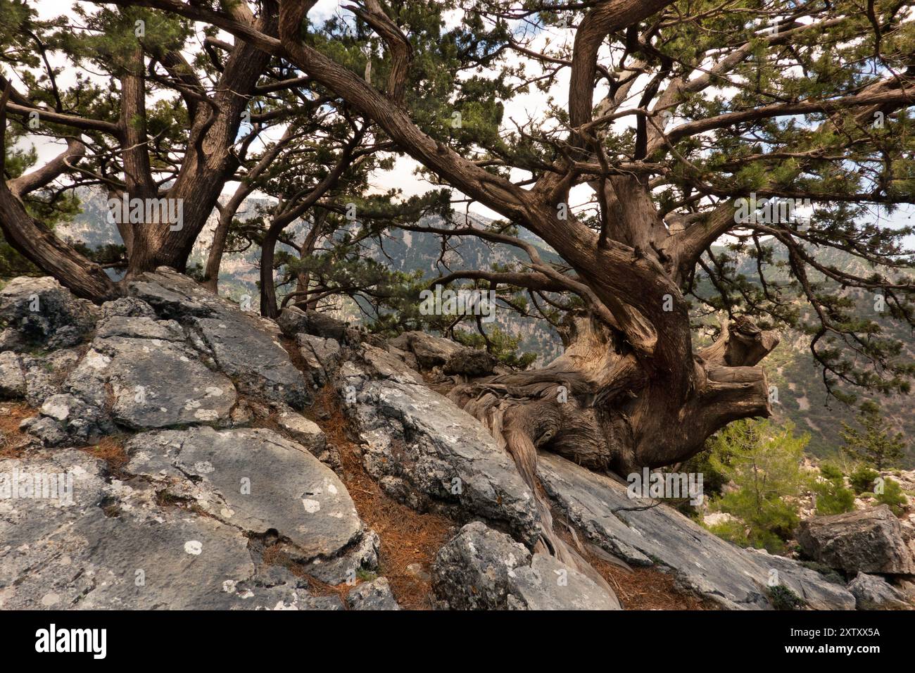 Cipresso mediterraneo antichissimo saldamente ancorato in suolo roccioso Foto Stock