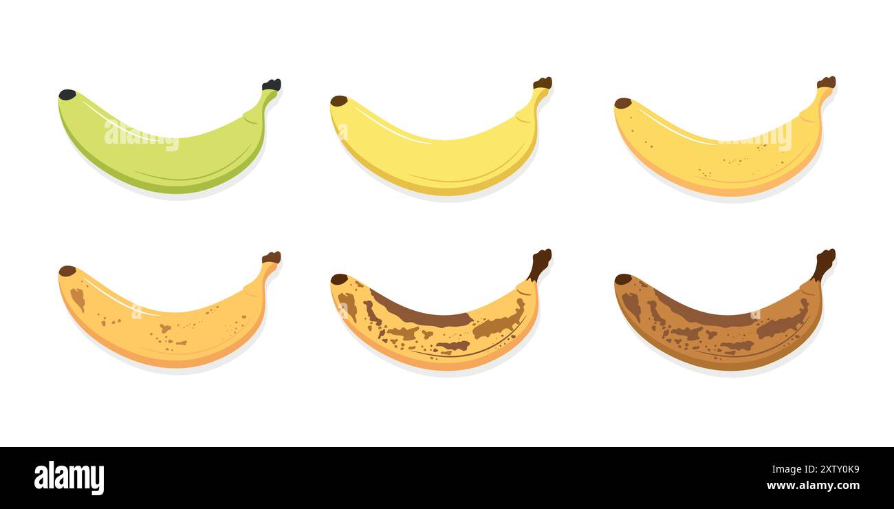 Tavole di maturazione delle banane impostate. Dalla banana verde undermature alla banana overmature con macchie marroni. Frutta fresca, matura e organica marcio alla banana. Immagine vettoriale Illustrazione Vettoriale
