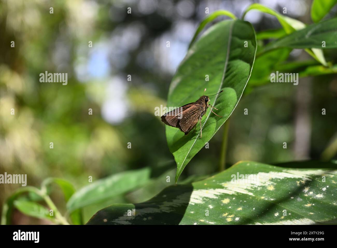 Una splendida vista di una piccola e scura farfalla (Pelopidas mathias) seduta sulla cima di una foglia verde Foto Stock
