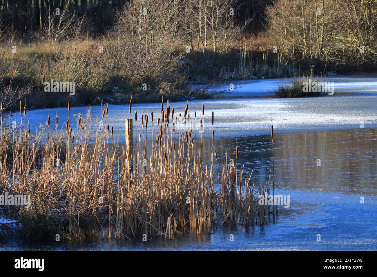 Laghetto ghiacciato nella riserva naturale Durham Wildlife Trust's Low Barns, contea di Durham. REGNO UNITO Foto Stock