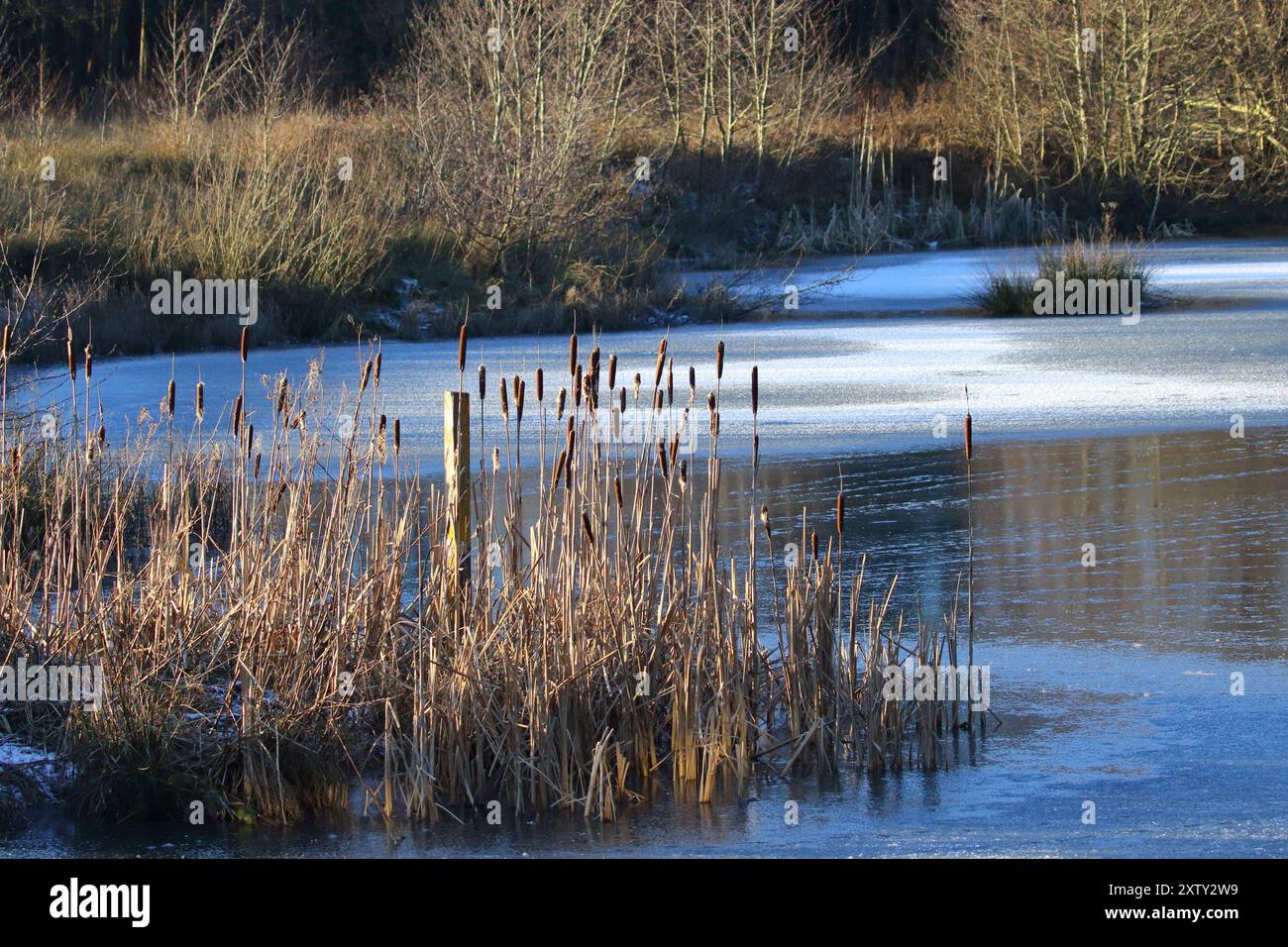 Laghetto ghiacciato nella riserva naturale Durham Wildlife Trust's Low Barns, contea di Durham. REGNO UNITO Foto Stock