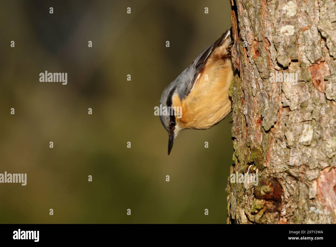 Nuthatch, Sitta europaea, fotografato su un albero della riserva naturale di Low Barns, Co. Durham. REGNO UNITO Foto Stock