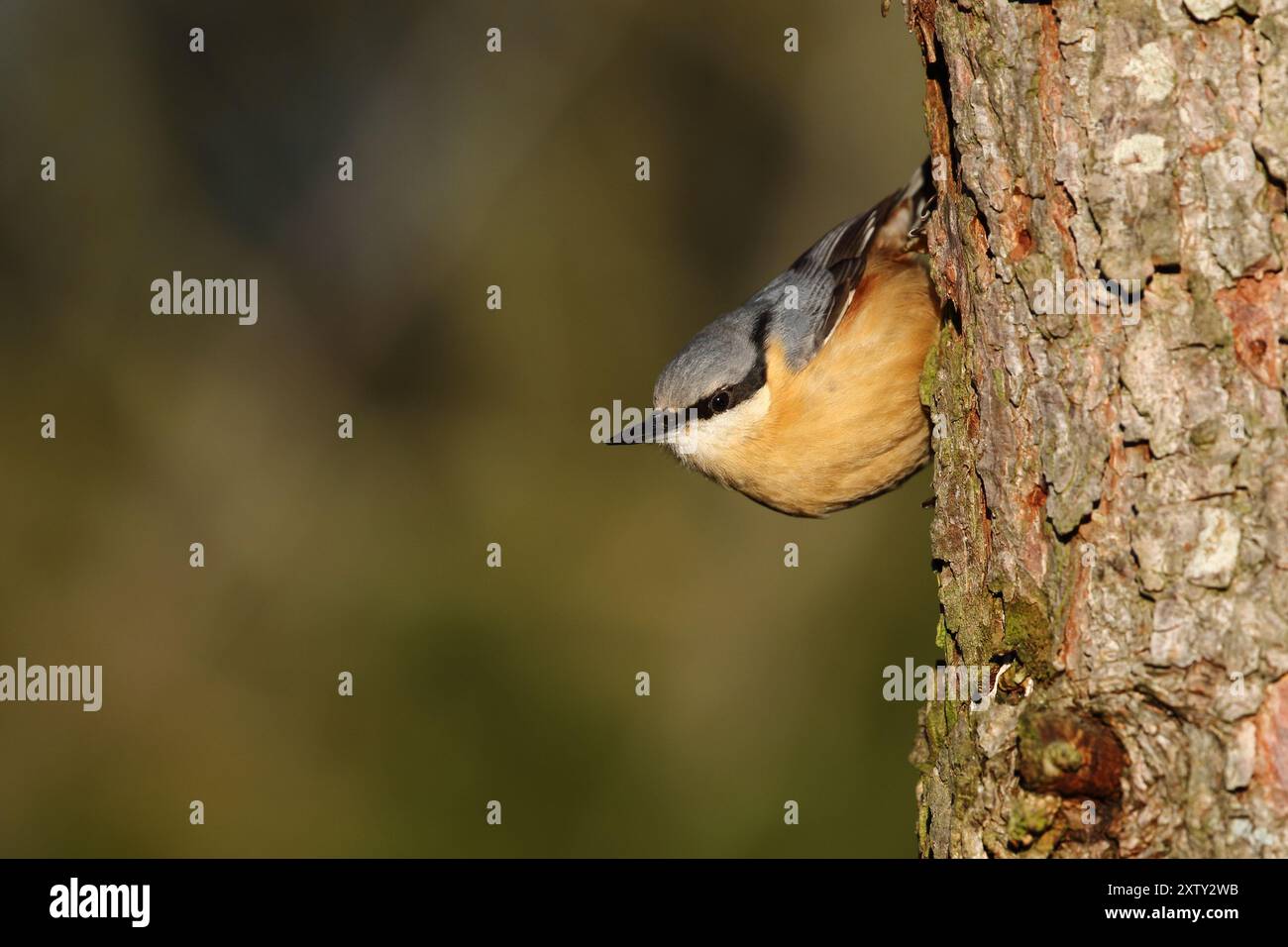 Nuthatch, Sitta europaea, fotografato su un albero della riserva naturale di Low Barns, Co. Durham. REGNO UNITO Foto Stock