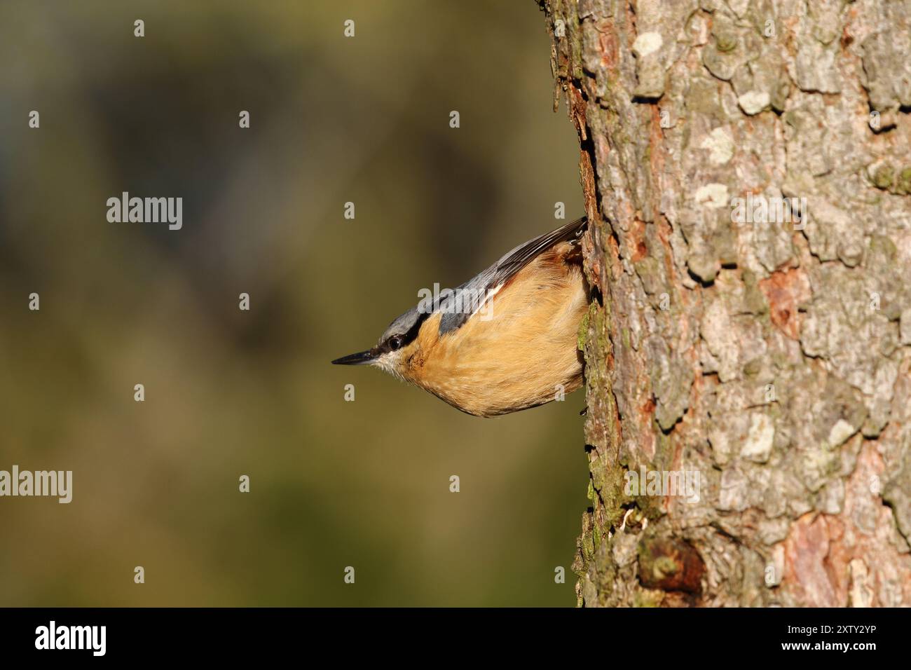 Nuthatch, Sitta europaea, fotografato su un albero della riserva naturale di Low Barns, Co. Durham. REGNO UNITO Foto Stock