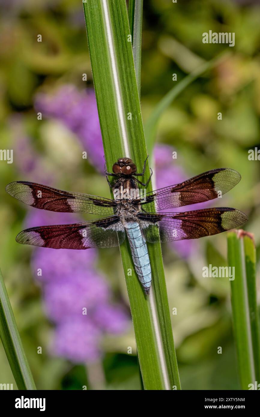 Common Whitetail Dragonfly - Plathemis lydia Foto Stock