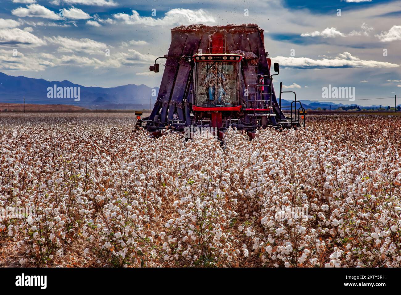 Avvicinamento alla trebbiatrice - Pima Cotton Ready for Harvest - Farming - Marana, Arizona Foto Stock