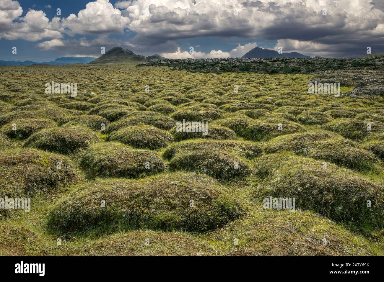 Congelare/scongelare il motivo sulla Tundra islandese, Islanda Foto Stock