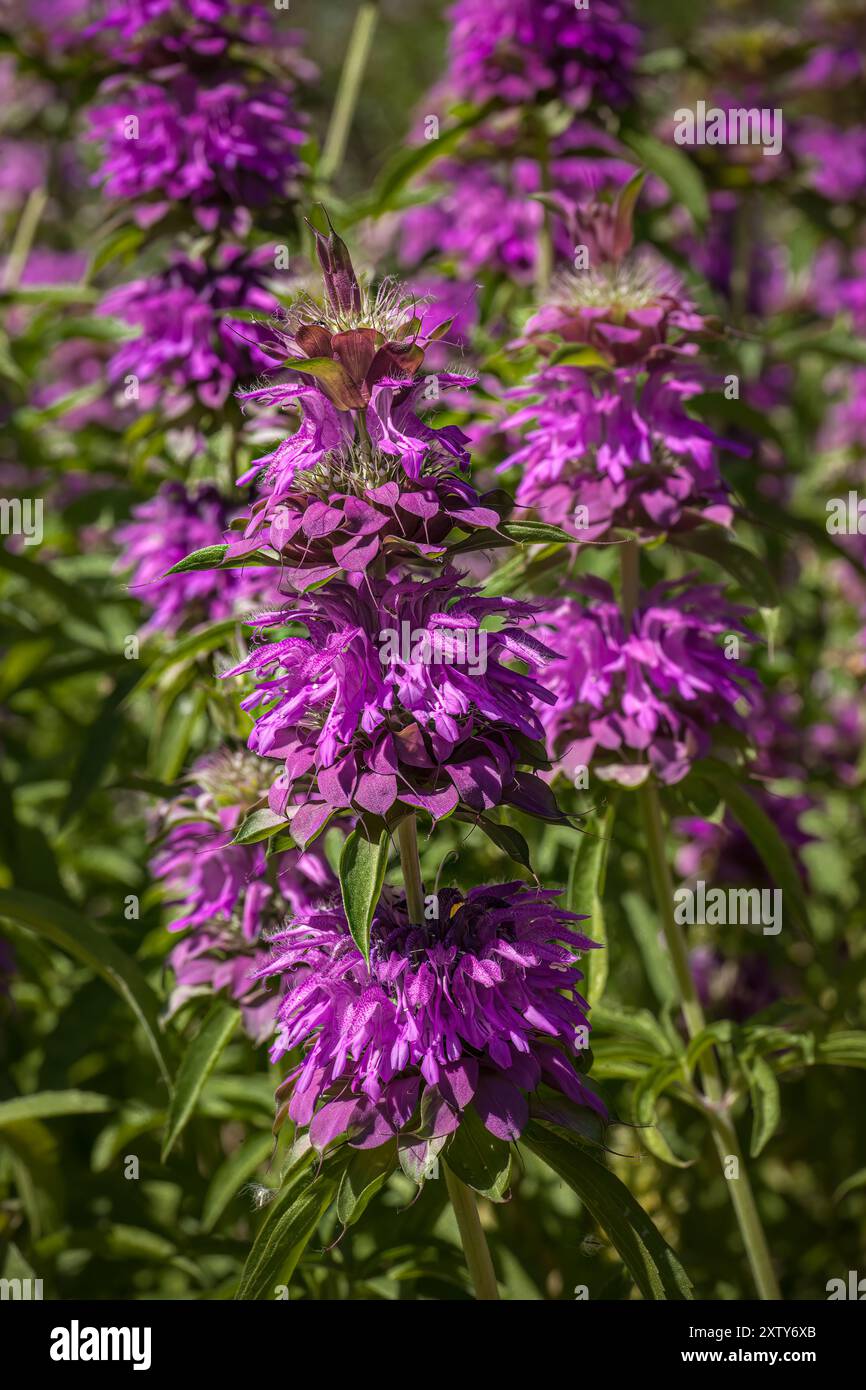 Il Balsamo d'ape del limone - Monarda è un genere di piante in fiore della famiglia delle mente, Lamiaceae. Il genere è endemico del Nord America. Foto Stock