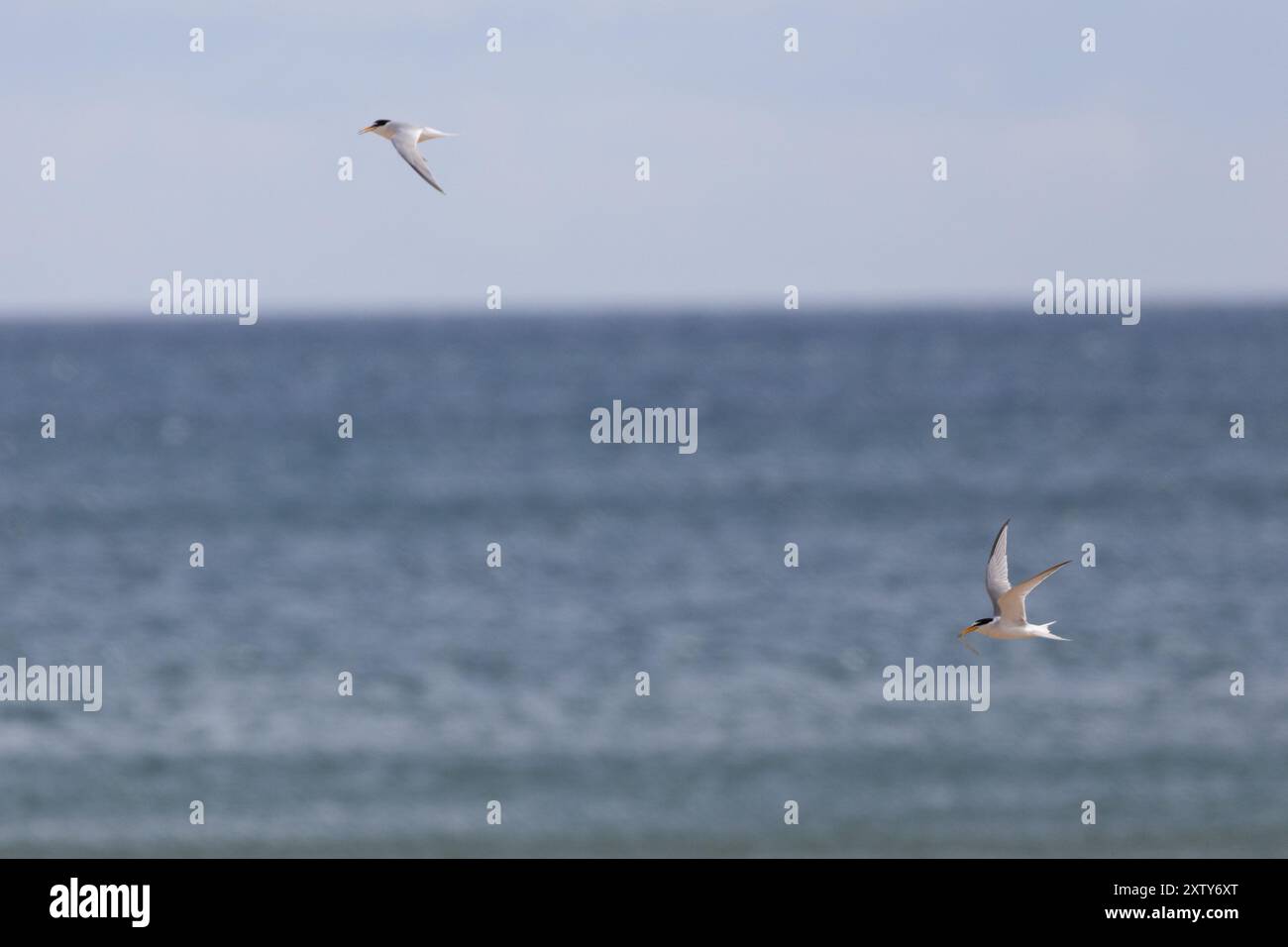 Piccole svolte in volo con il Mare del Nord sullo sfondo. Hartlepool, Contea di Durham, Inghilterra, Regno Unito. Foto Stock