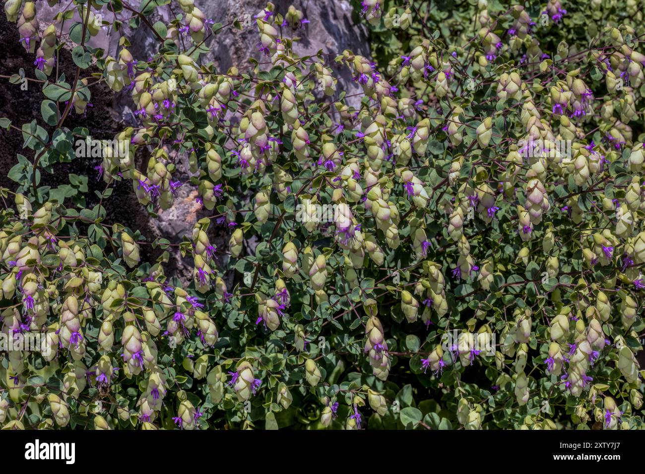 Origanum libanoticum... Origanum libanoticum è originario del Libano. Si tratta di una specie di origano che viene coltivato ornamentale per i suoi attraenti fiori An Foto Stock