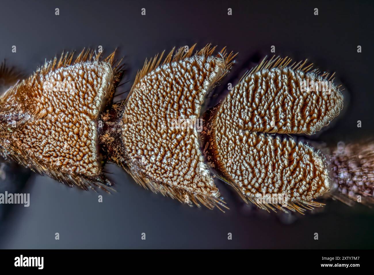 Palo Verde Root Borer Foot, anche Palo Verde Beetle, Derobrachus geminatus & Derobrachus hovorei, è lunga 1/8" Foto Stock
