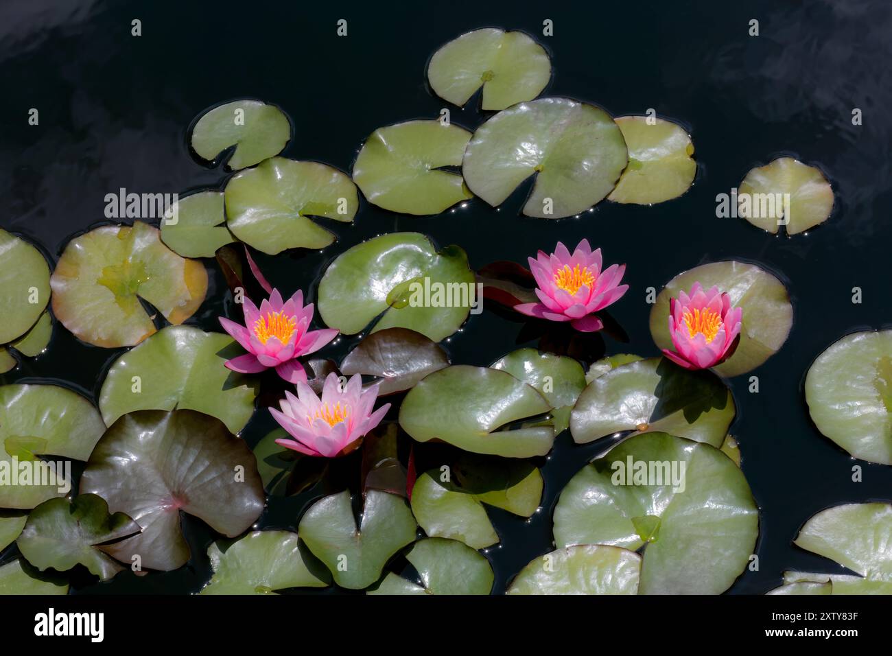 Ninfea rosa, ninfea, ninfea d'acqua Hardy ninfea rosa ninfea d'acqua Foto Stock