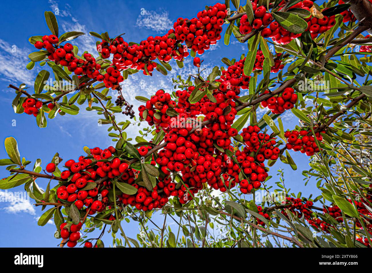 Pyracantha (bacche) è un genere di arbusti spinosi sempreverdi della famiglia delle Rosaceae, con nomi comuni Firethorn o pyracantha. Bacche di Pyracantha Foto Stock