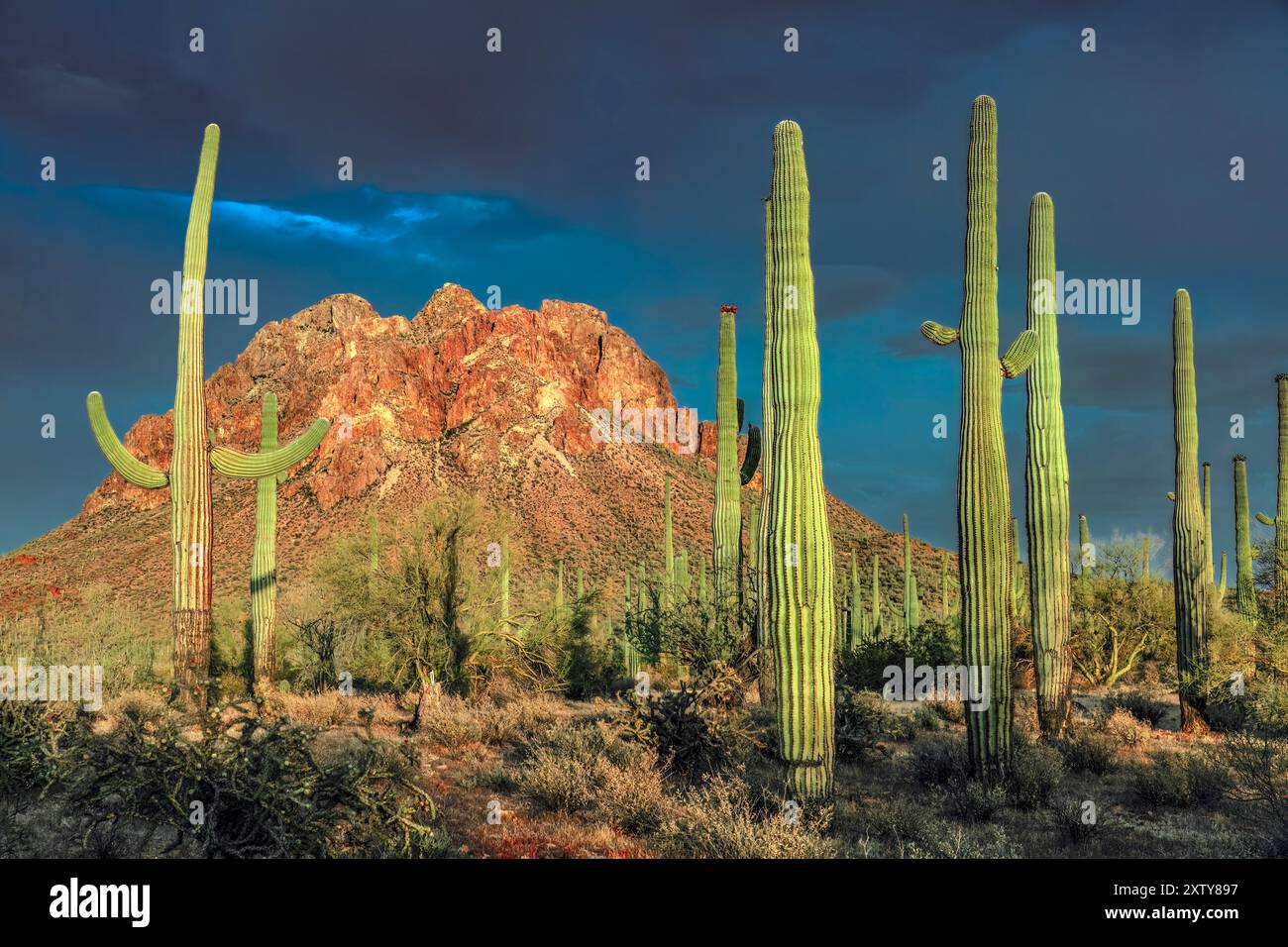 Saguaro Cactus, Ragged Top Mountain, Ironwood Forest National Monument, Arizona Foto Stock