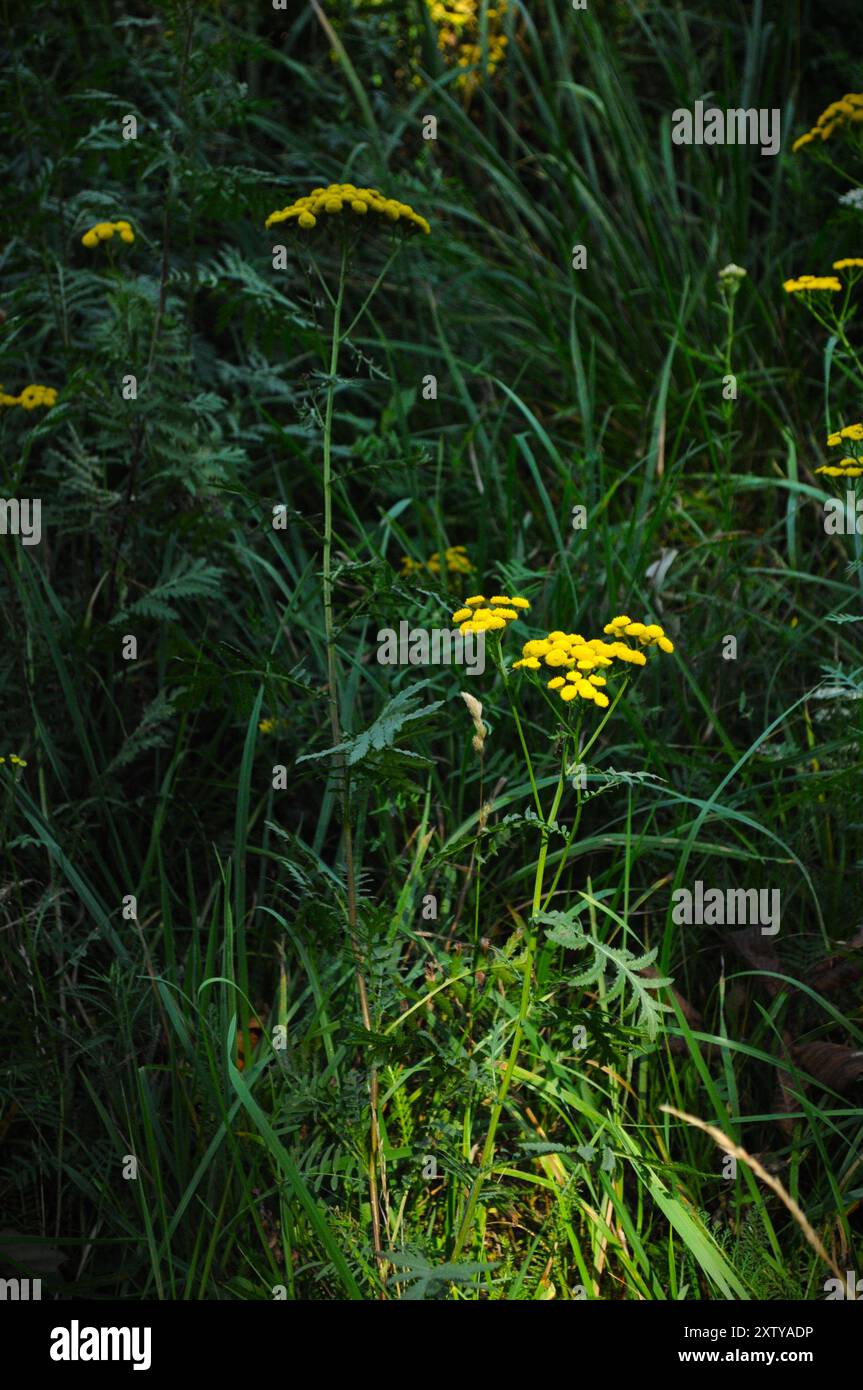 Erbaccia gialla Foto Stock