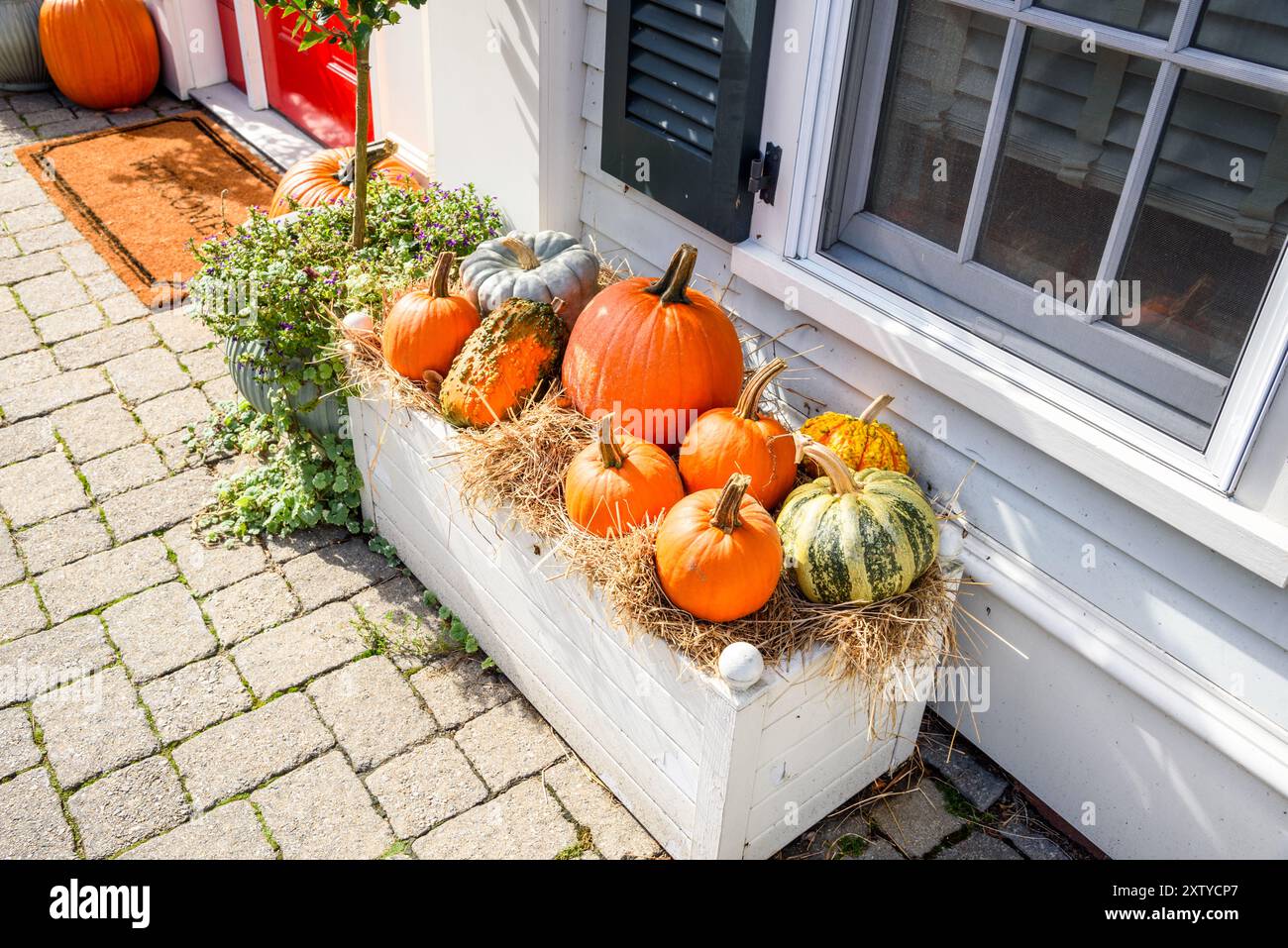 Grandi zucche sul fieno in una pentola bianca di legno vicino alla porta d'ingresso di una casa in un giorno d'autunno di sole. Decorazioni di Halloween e del Ringraziamento. Foto Stock