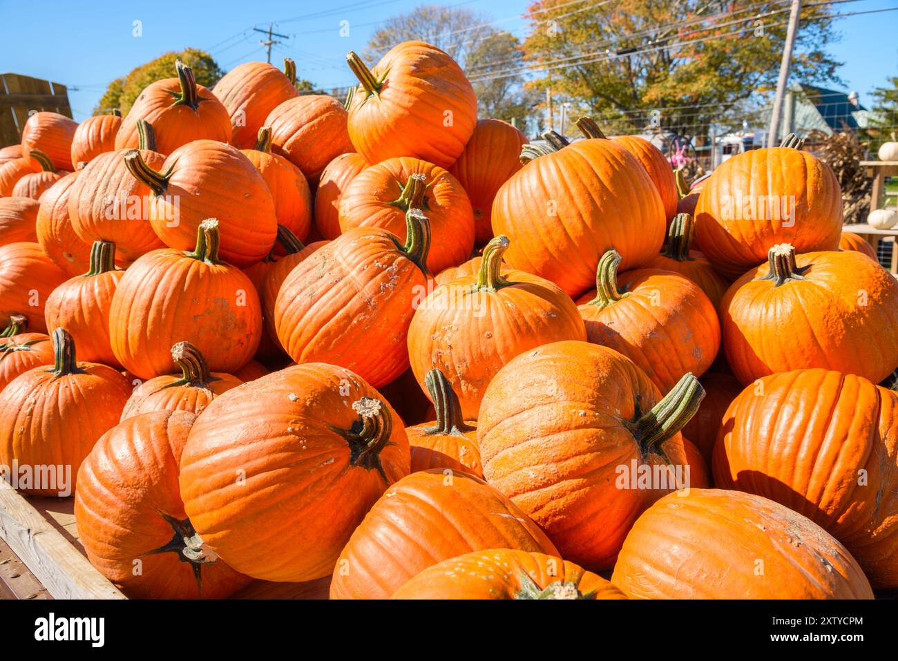 Un mucchio di grandi zucche arancioni su un carrello in un mercato agricolo in una giornata di sole d'autunno Foto Stock