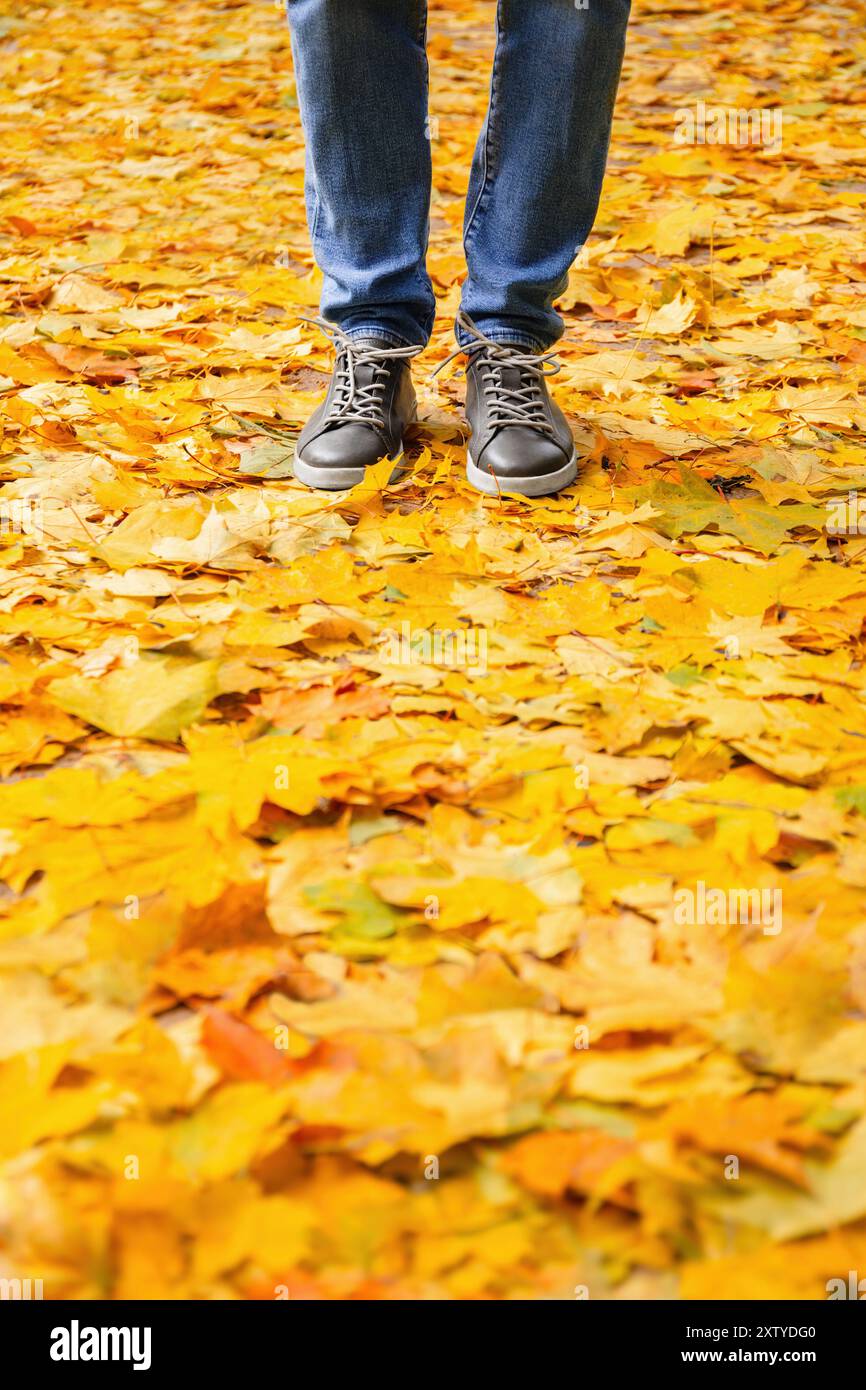 Le gambe dell'uomo in un outfit casual si stagliano su un terreno completamente ricoperto di foglie autunnali gialle vibranti Foto Stock